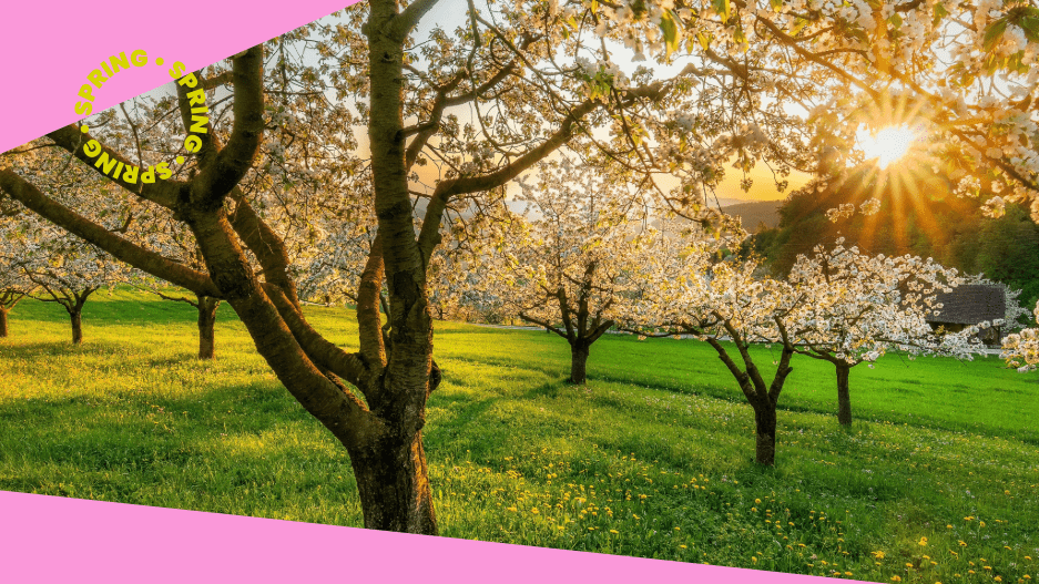 SPRING CONTENT PLANNING FOR CREATORS: HOW TO MAP MUSIC AROUND SEASONAL TRENDS